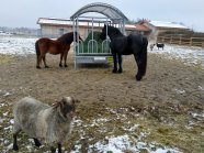 Tiere im Freien auf Gut Morhard