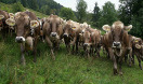 Braunviehherde auf der Alm