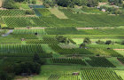 Landschaft mit Weinbergen