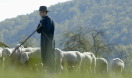 Schäfer mit seiner Schafherde