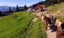 Ein Bergbauer treibt seine Kühe von der Almhütte auf die Alm